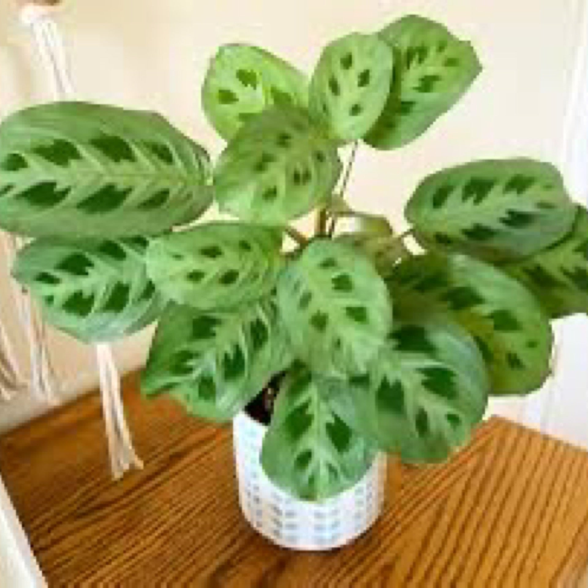 golden queen pothos Golden Pothos